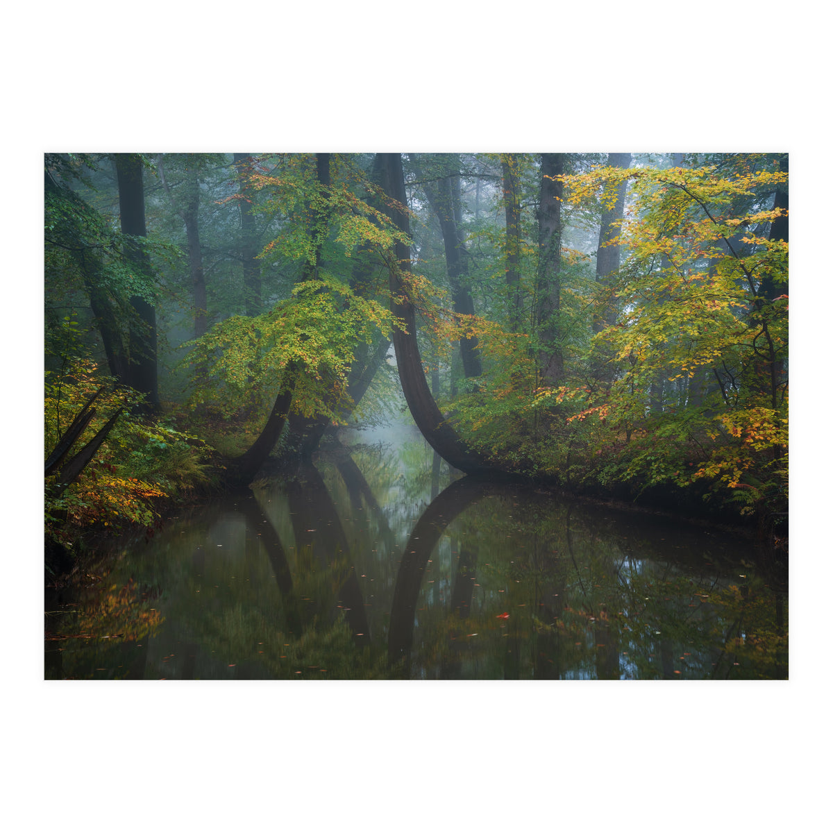 The bent trees (Print Only)