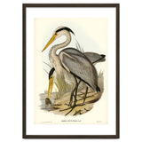 Elizabeth Gould – Great Grey Heron (Ardea leucophaea) | Birds of Australia Illustration thumbnail