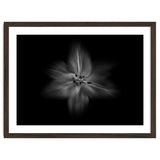 Backyard Flowers In Black And White No 28 Flow Version thumbnail