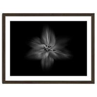 Backyard Flowers In Black And White No 28 Flow Version