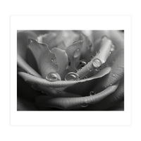 Ethereal Monochromatic Rose Petal Macro (Print Only)
