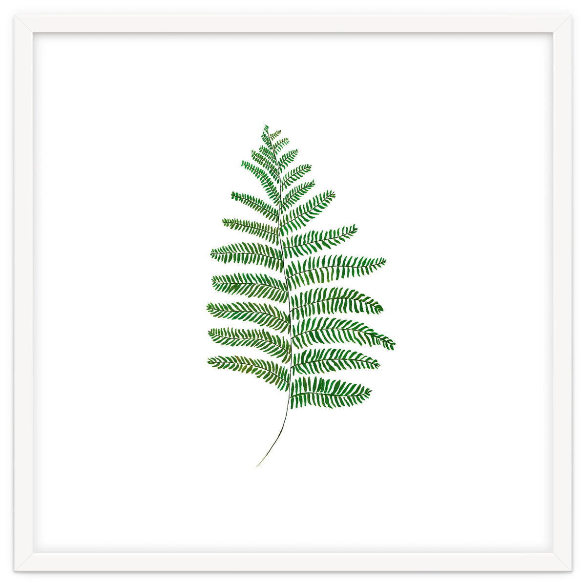 Fern