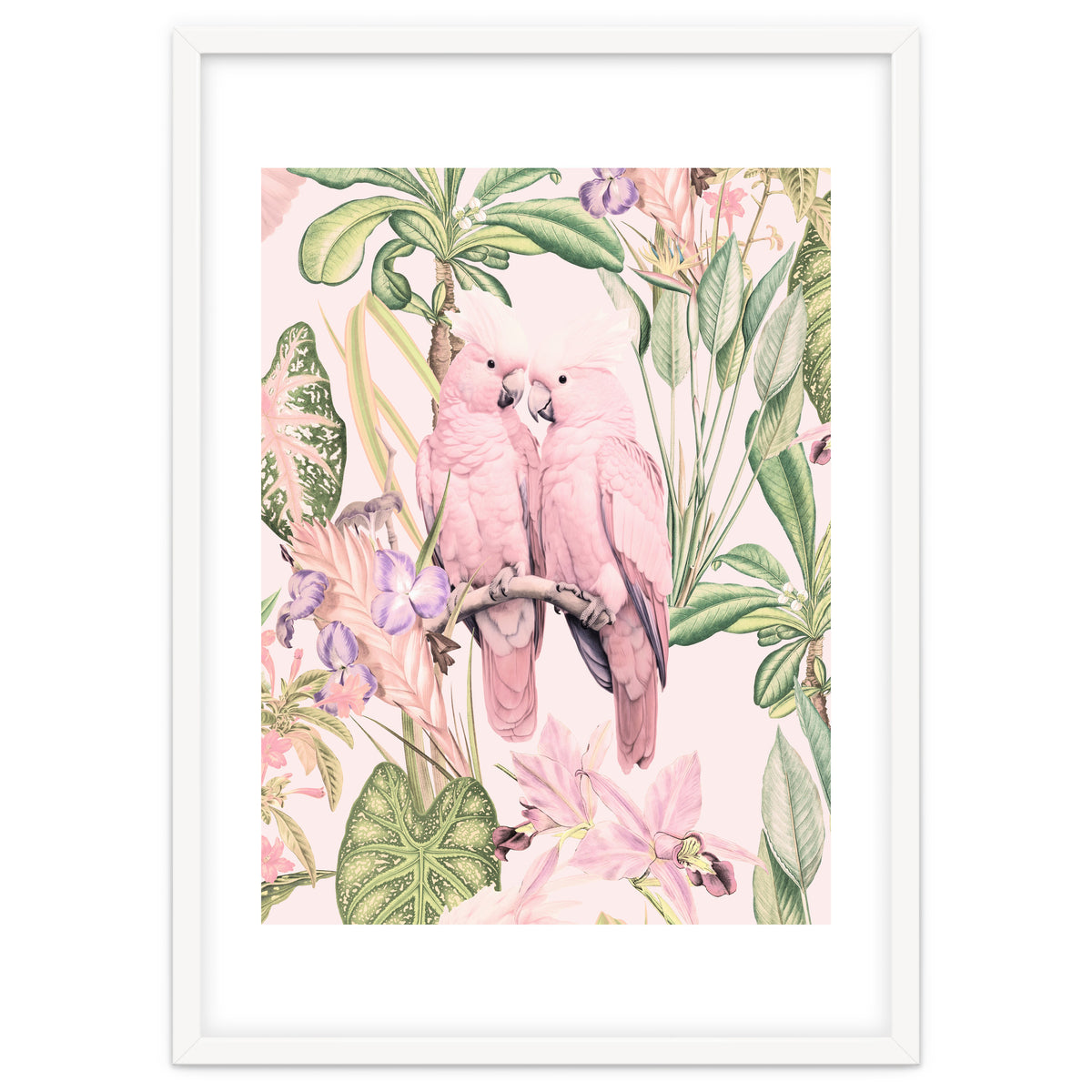 Pink Cockatoos in Love