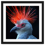 Secretary Bird thumbnail