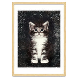 Bicolor Cute Kitten Portrait thumbnail