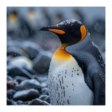 King Penguin Standing In Snowfall Outdoors (Print Only) thumbnail