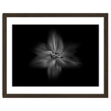 Backyard Flowers In Black And White No 28 Flow Version thumbnail