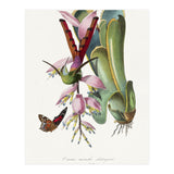 Paul Gervais – Hummingbird Painting (1842) (Print Only) thumbnail