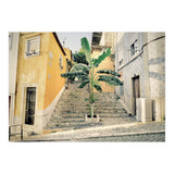 Lisbon Palm Tree (Print Only) thumbnail