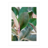 Preconceived Purity (Print Only) thumbnail