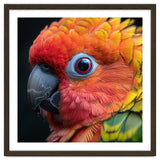 Close Up Sun Conure Parrot Eye Feathers thumbnail