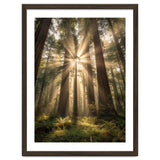 Ethereal Redwood Sanctuary: Sunbeams in the Ancient Forest thumbnail