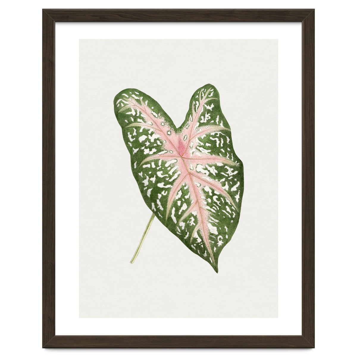 Caladium ‘Carolyn Whorton’ Leaf (Hand Drawn Illustration)