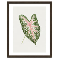 Caladium ‘Carolyn Whorton’ Leaf (Hand Drawn Illustration)