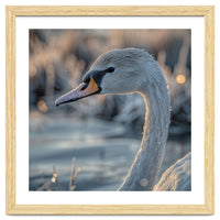 Close Up Of A Swan Covered In Frost