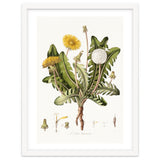 William Curtis – Dandelion (1777–1798) thumbnail