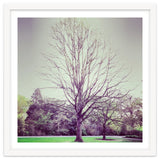 Tree Of Dreams thumbnail