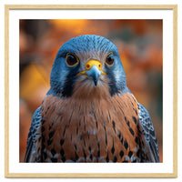 Close Up Of A Kestrel Bird Of Prey Portrait