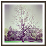 Tree Of Dreams thumbnail