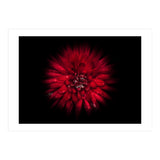 Backyard Flowers No 45 Color Flow Version (Print Only) thumbnail