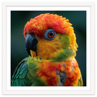 Sun Conure Parrot Close Up Eye