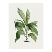 Areca Palm (Hand Drawn Botanical Illustration) (Print Only)