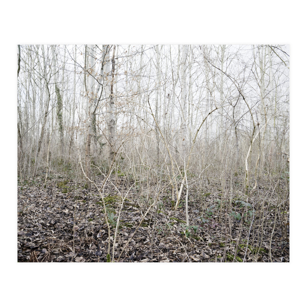 Lost in the birch forest (Print Only)