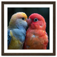 Two Lovebirds Nuzzling Close Up Portrait