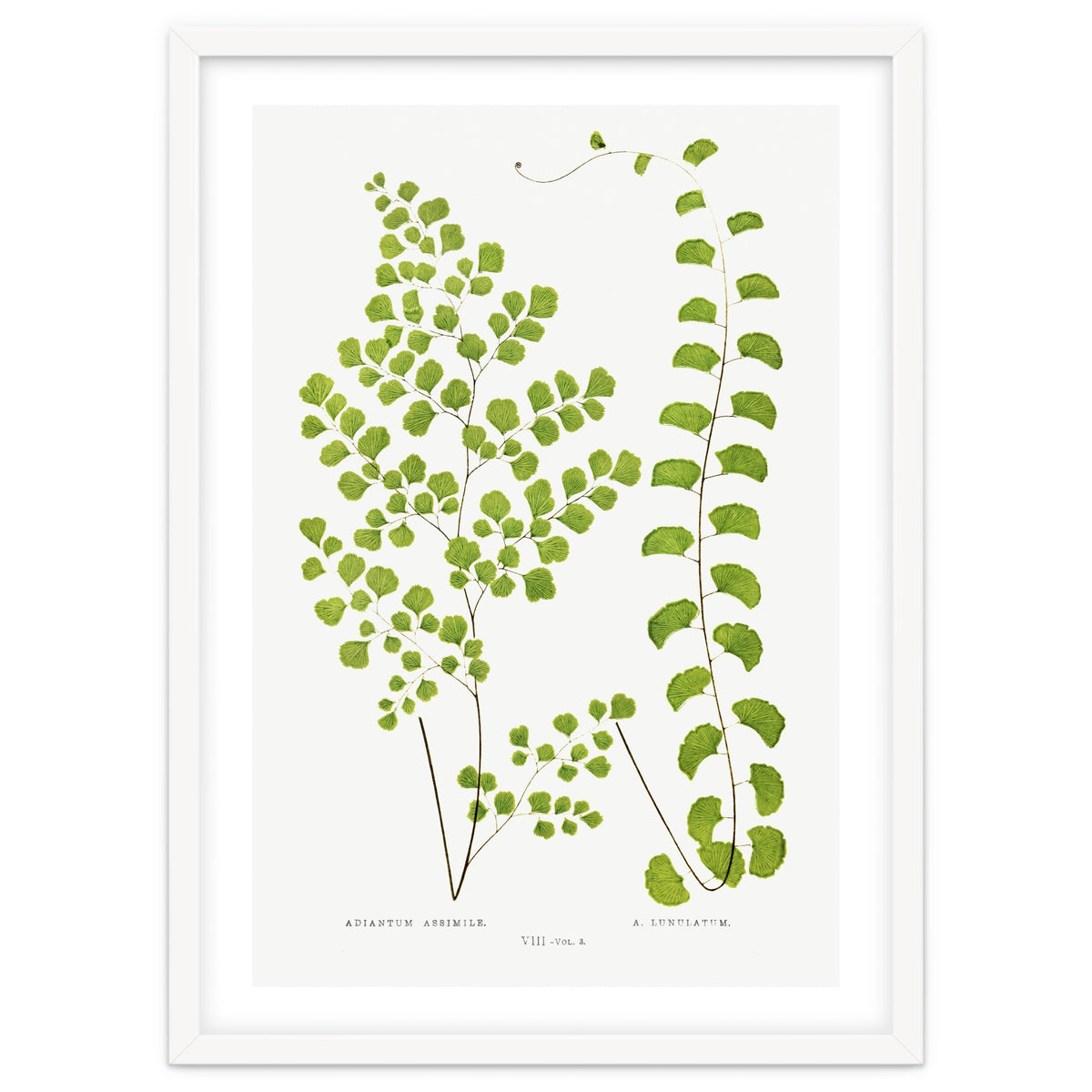 Edward Joseph Lowe – Adiantum Assimile and Adiantum Lunulatum (1856–1860)