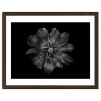 Backyard Flowers In Black And White 22