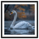 Swan Floating Gracefully On Water In Autumn thumbnail
