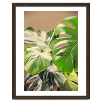 Monstera Mix