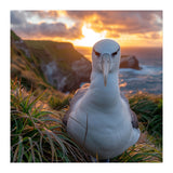 Albatross Bird On Grassy Cliff At Sunset (Print Only) thumbnail