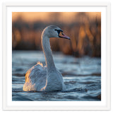 Elegant Swan Gliding On Water At Sunset thumbnail