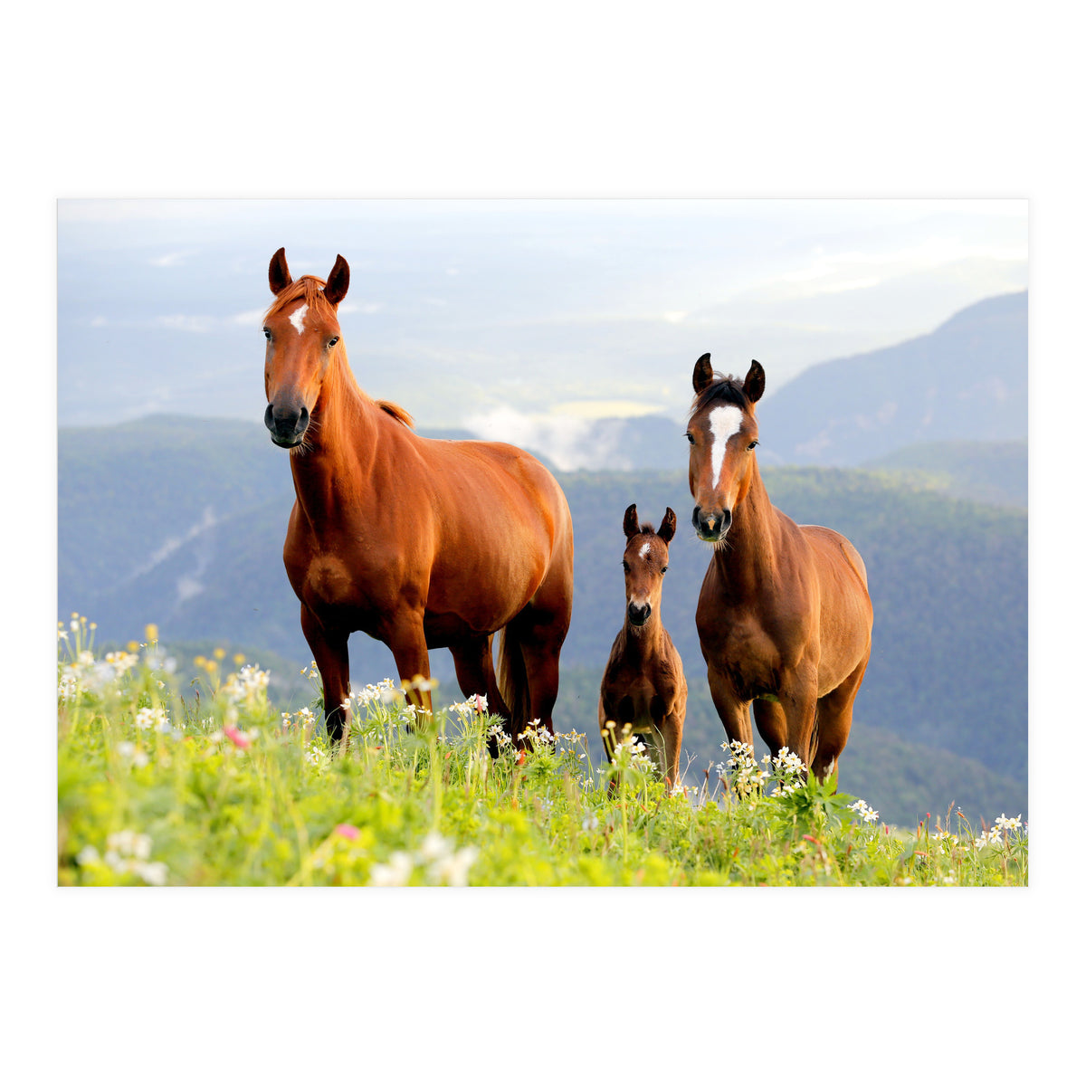 Three Horses (Print Only)