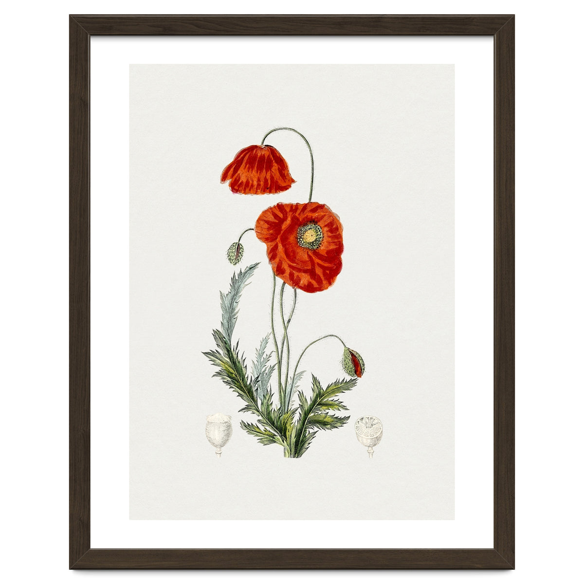 Red Poppy (Hand Drawn Illustration)