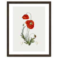 Red Poppy (Hand Drawn Illustration)