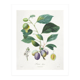 Henri-Louis Duhamel du Monceau – Prune Bifère (1808–1835) (Print Only) thumbnail