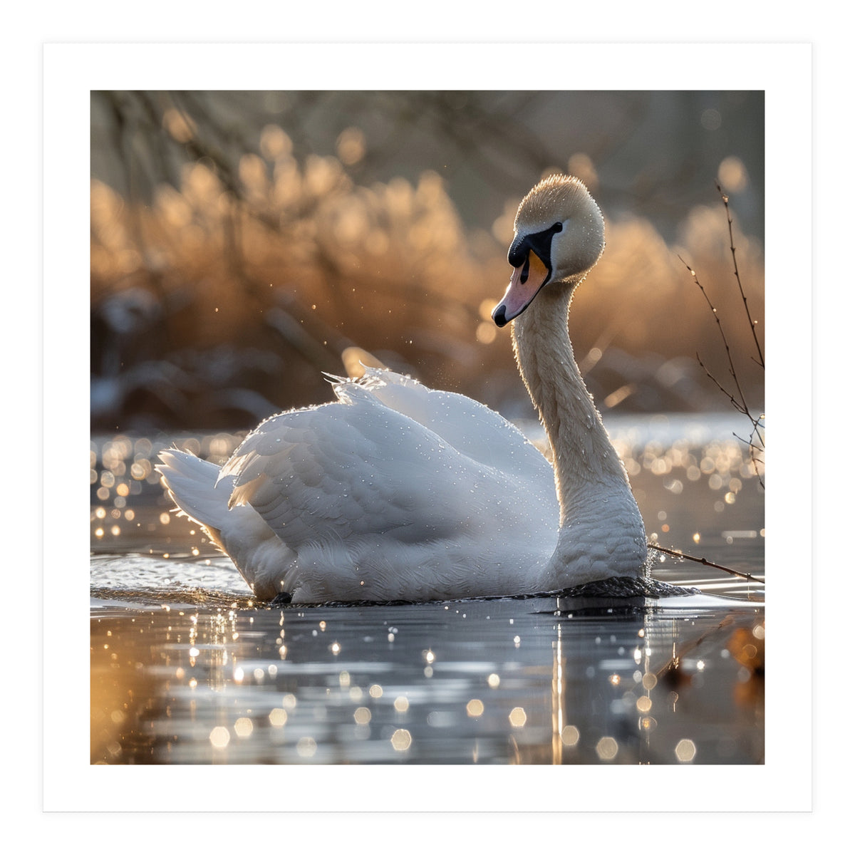 Majestic Swan On Calm Water During Sunset Nature Scene (Print Only)