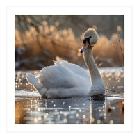 Majestic Swan On Calm Water During Sunset Nature Scene (Print Only)