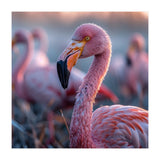 Close Up Of A Pink Flamingo Bird In Natural Light (Print Only) thumbnail
