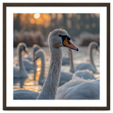 Close Up Of Swan With Water Droplets At Sunrise thumbnail