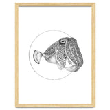 The Fascinating Cuttlefish thumbnail