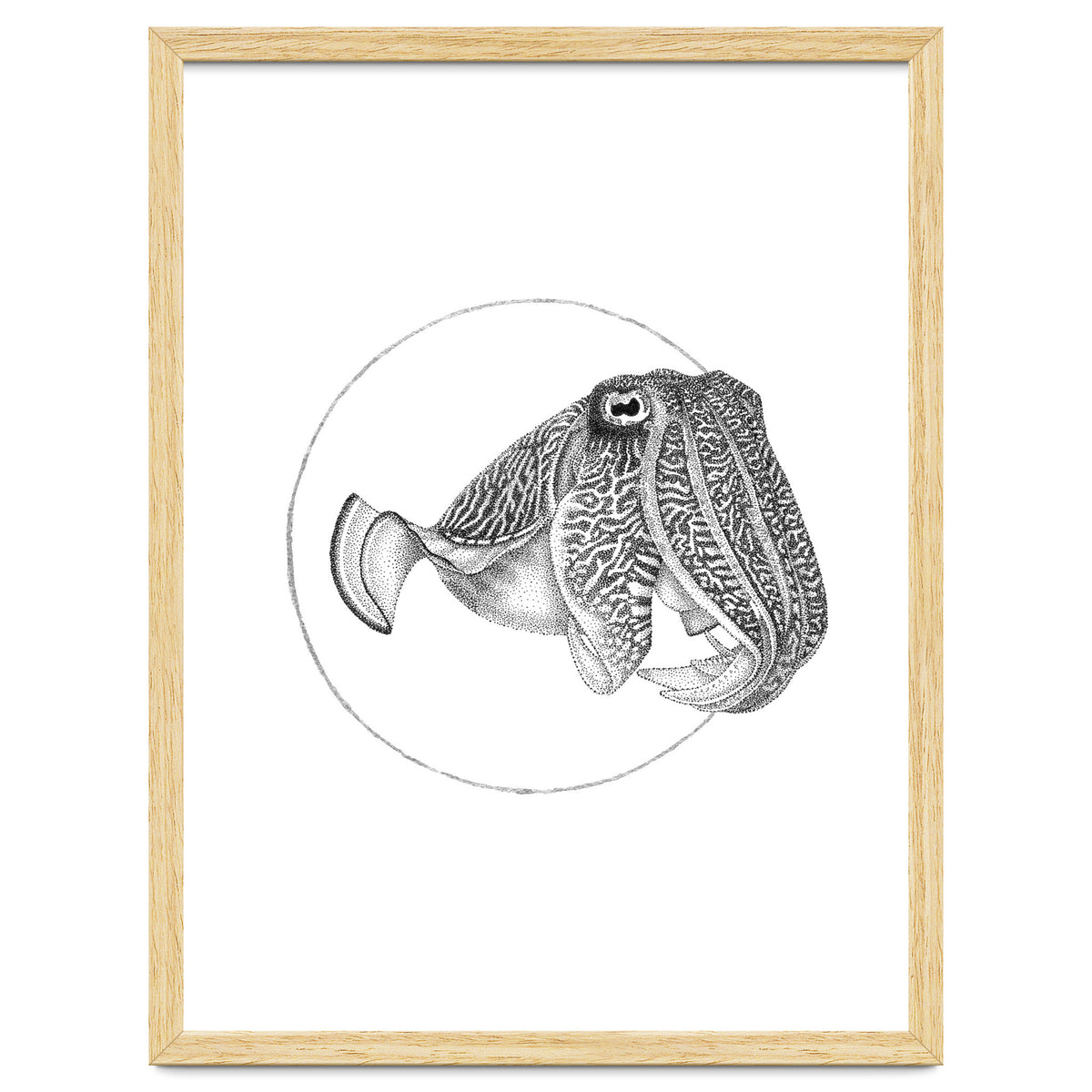 The Fascinating Cuttlefish