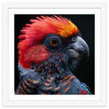 Black Palm Cockatoo Bird Close Up thumbnail