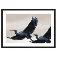 Migrating Herons