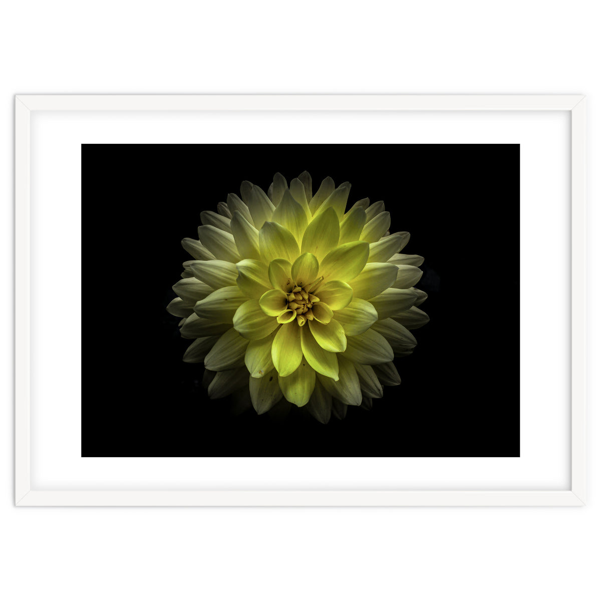 Backyard Flowers No 128 Color Version