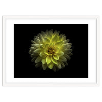 Backyard Flowers No 128 Color Version