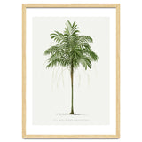 Oswald de Kerchove de Denterghem – Vintage Palm Tree Illustration (1878) thumbnail