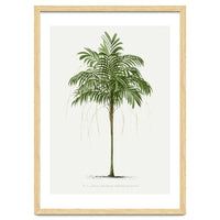 Oswald de Kerchove de Denterghem – Vintage Palm Tree Illustration (1878)